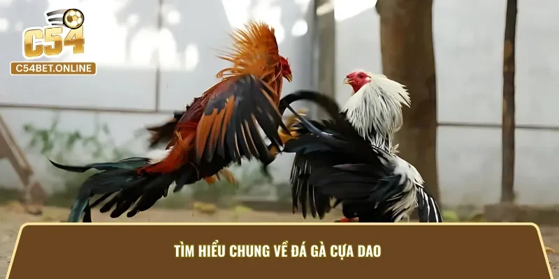 Sơ lược về đá gà cựa dao