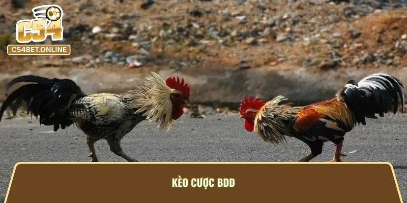 Những cửa cược mang về giá trị cao khi đặt cược đá gà cựa dao