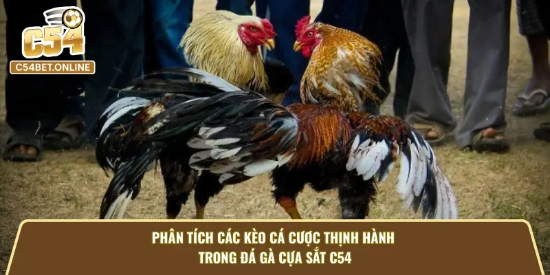 Các loại hình thức cá cược được nhiều bet thủ yêu thích trong đá gà cựa sắt C54