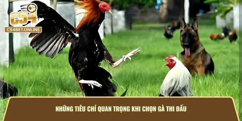 Cách nhận biết những chiến kê đạt chuẩn trước khi thi đấu tại đá gà cựa sắt C54