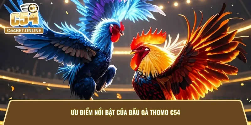 Những lợi thế vượt trội của đá gà Thomo