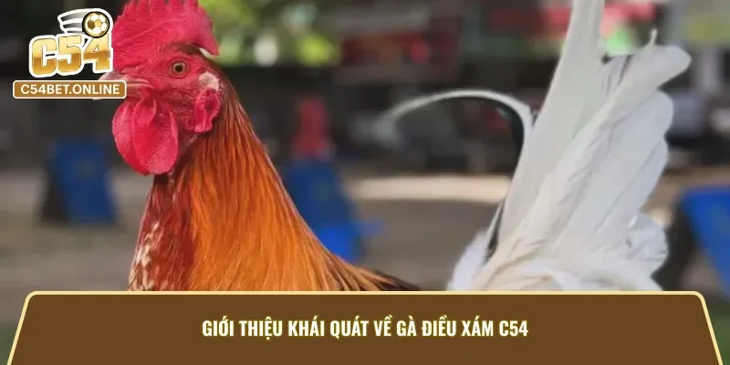 Tổng quan về Gà Điều Xám C54