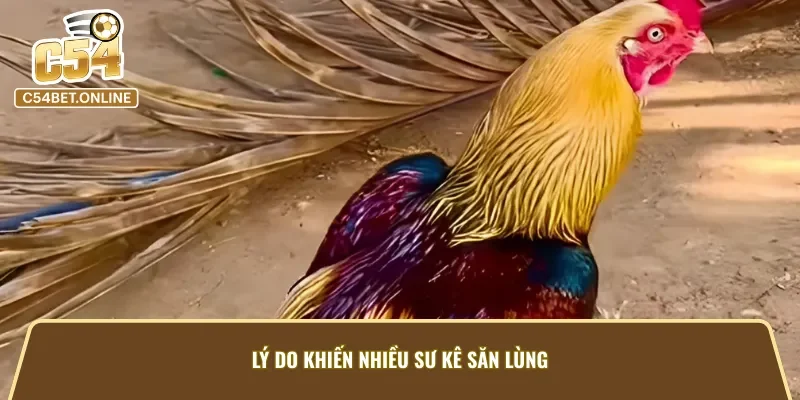 Sự săn đón Gà Điều Xám C54 của các sư kê