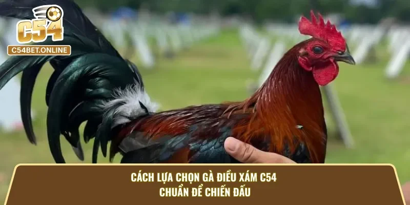 Nguyên tắc lựa chọn Gà Điều Xám C54 chuẩn