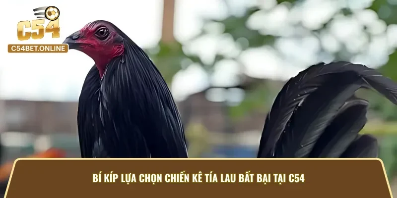 Bí quyết lựa chọn gà Tía Lau chuẩn xác, thắng lớn tại C54